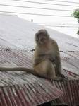 lone monkey