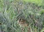 pineapple plantation